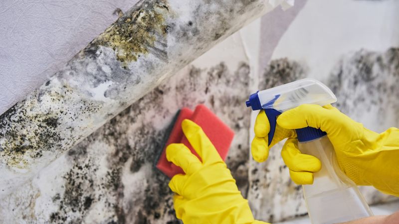 Black Mold Removal in Dallas, TX