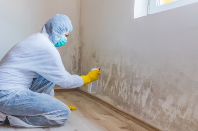 Mold Decontamination