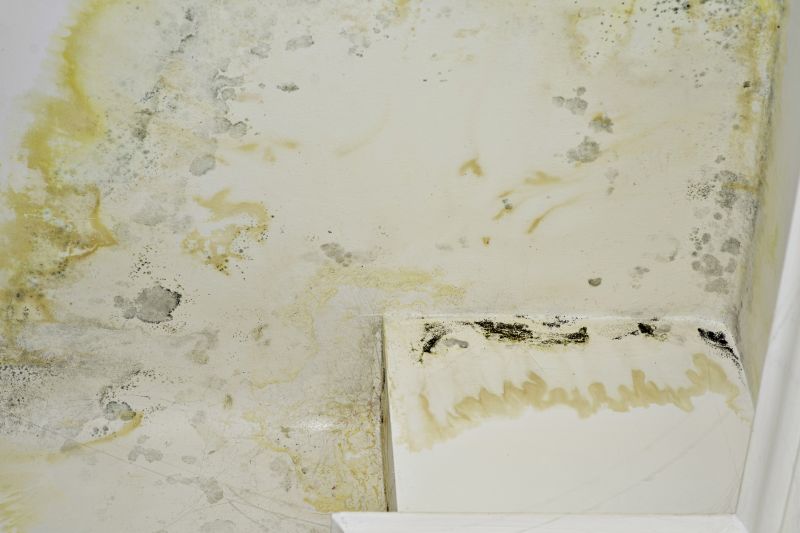 Mold Treatment Service in Broward County, FL