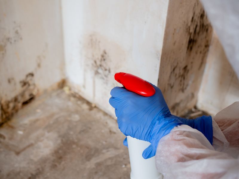 Mold Decontamination
